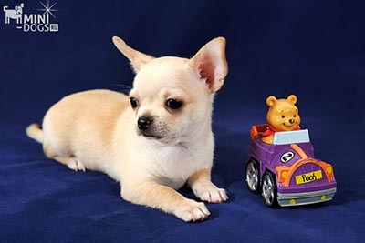 Кремовый щенок Чихуахуа Стивен с игрушкой