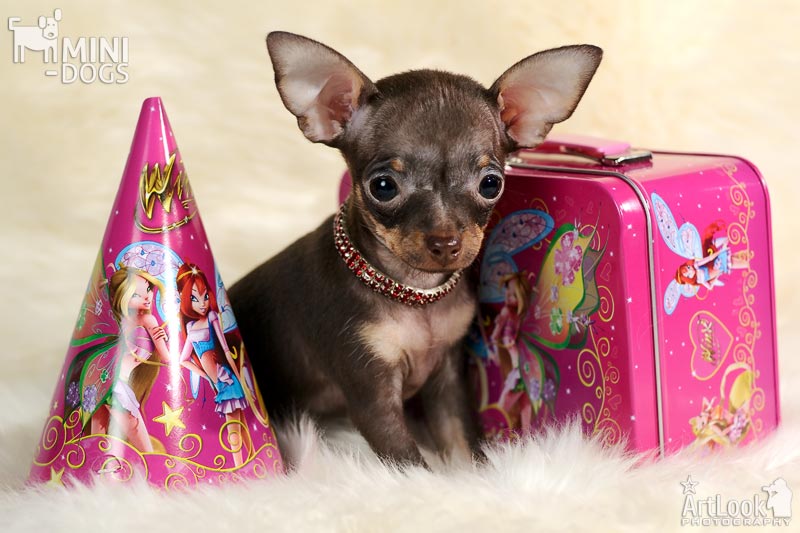 Коричнево-подаполый щенка русского тоя, миниатюрная девочка Чаровница, вместе с любимым розовым чемоданчиком и колпачком от Диснея.