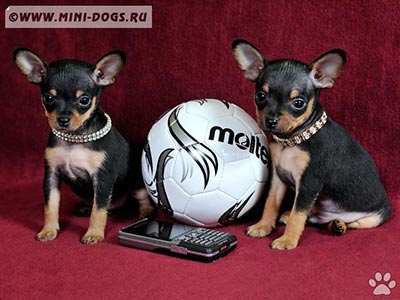 Кто сказал, что футбол и собаки несовместимы?!