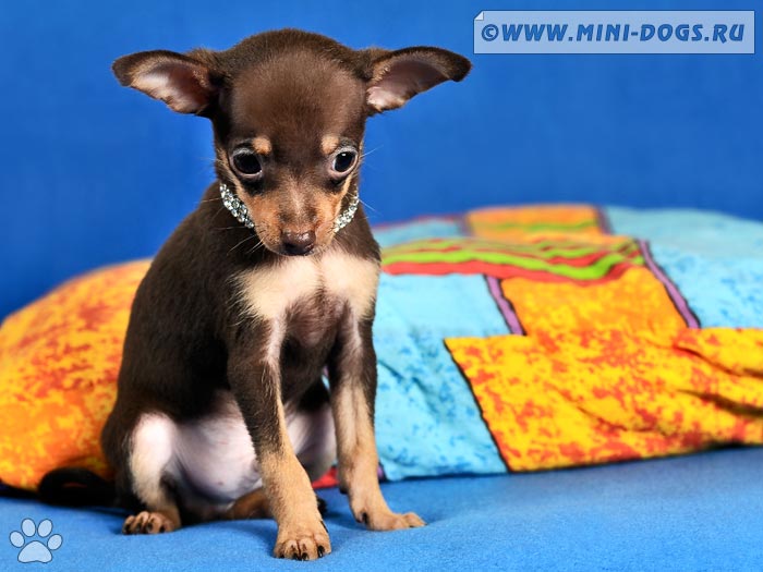 Коричнево-подпалый щенок русского тоя смущенно сидит рядом со своей подушкой.