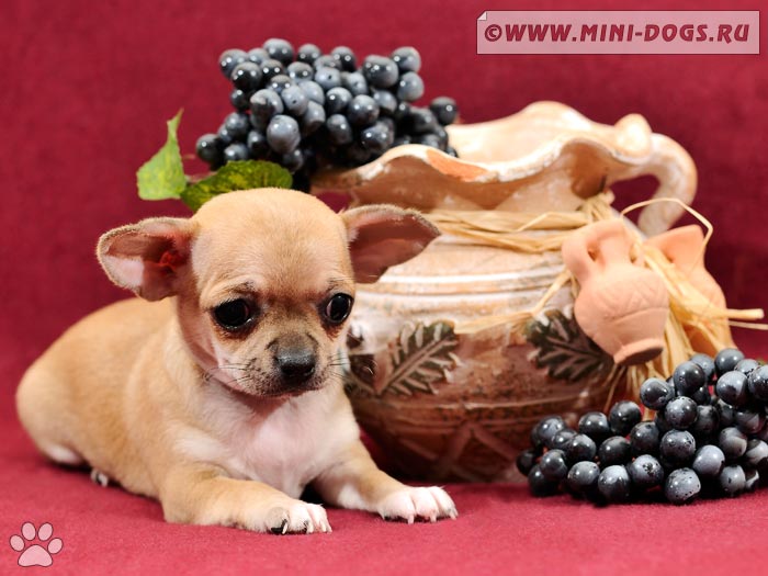 Забавный портрет щенка чихуа Юккиит как тигр охраняя подарки лежащей рядом с кувшином с виноградом и навевающей испанские мотивы.