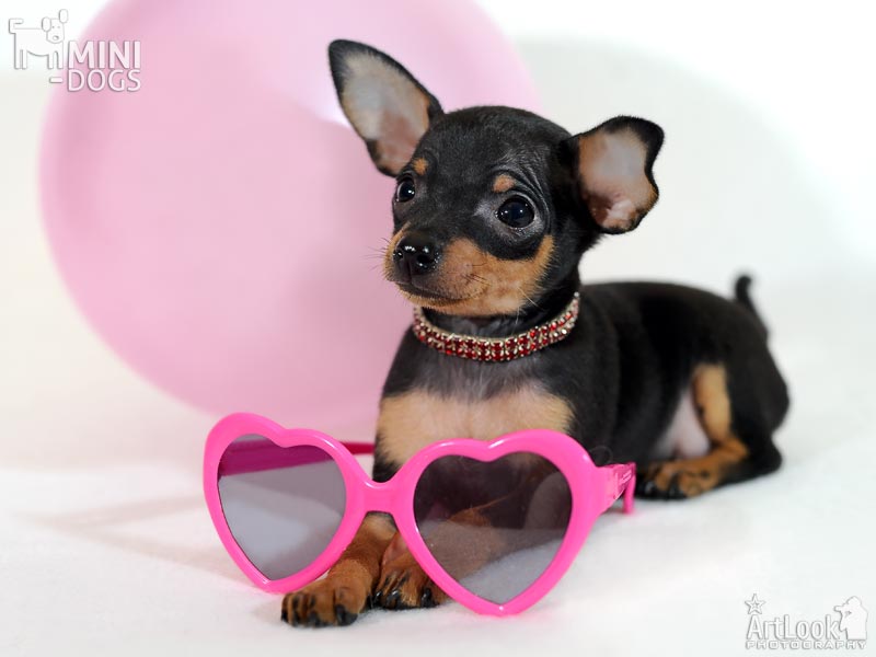 Маленький черно-подпалый щенок русского тоя Рэйчел с розовыми очками и воздушным шариком.