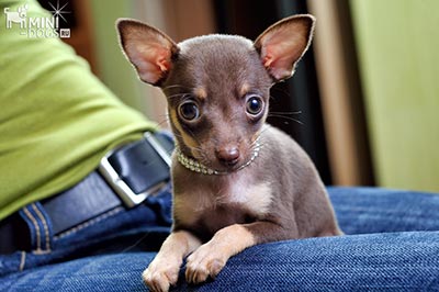 Полезные советы для владельцев миниатюрных собачек