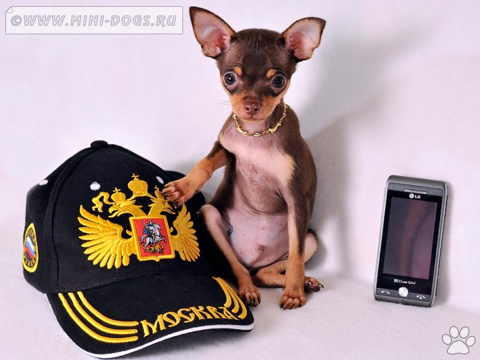 Весёлый коричнево-подпалый щенок русского тоя Рикки сидит рядом с черной бейсболкой с надписью ''Москва''. 