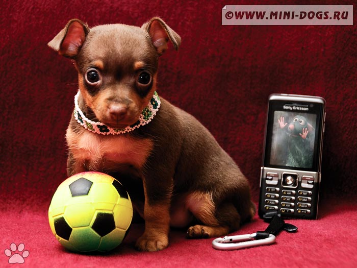 Фото той-терьера Атоса с футбольным мячиком и телефоном