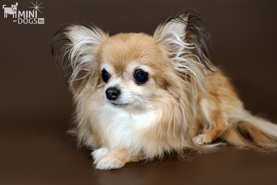 Портрет чихуахуа Кимберли в фотостудии Mini-Dogs