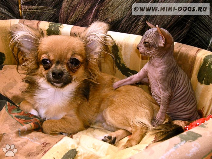 Фото декоративной собачки Кимберли с маленьким котенком