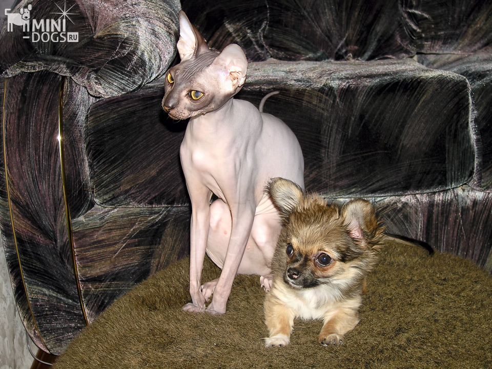 Собачка чихуахуа и голорожденная кошка Донской Сфинкс сидят вместе