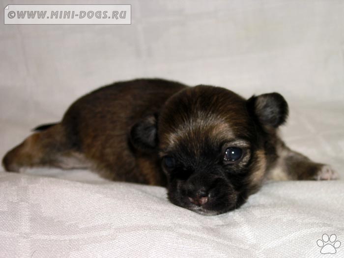 Малюсенький щенок чихуахуа Кимберли смотрит в камеру, у собачки открылись глазки