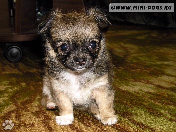 Фото щенка чихуа-хуа Кимберли смотрящего в камеру