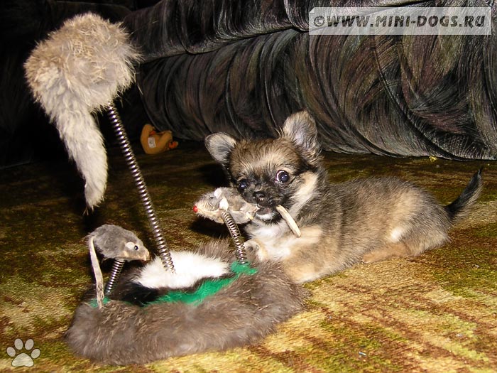 Фото щенка чихуахуа играющего с любимыми мышками