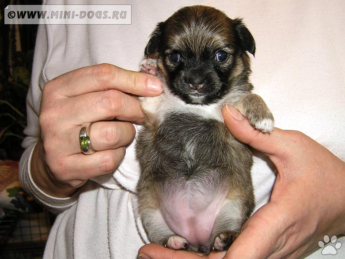 Маленький щенок чихуахуа на ладошке с поднятой лапкой