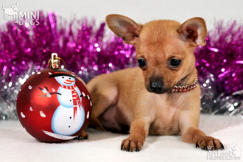 Портрет симпатичного рыжего щенка русского тоя Чародея вместе с новогодним шариком.ровница желает Искренних Поздравлений всем на Новый год сидя на мехах рядом с красивой новогодней открыткой.