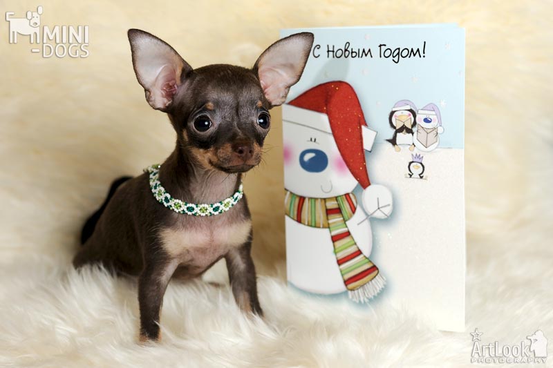 Коричнево-подпалый щенок русского той-терьера Чаровница желает Искренних Поздравлений всем на Новый год сидя на мехах рядом с красивой новогодней открыткой.