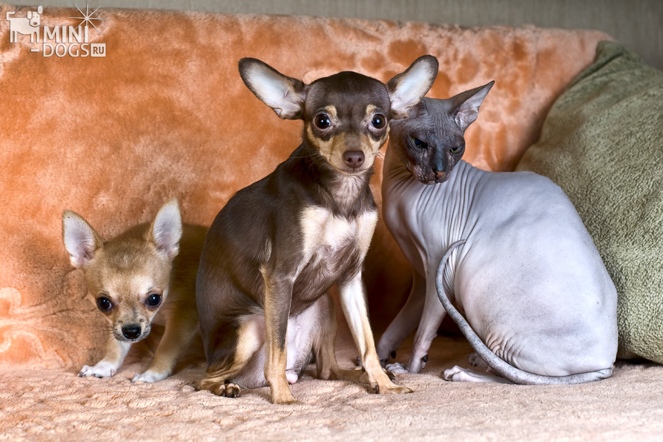 Фото щенка чихуахуа и собаки тойтерьера вместе в кошкой Донского Сфинкса