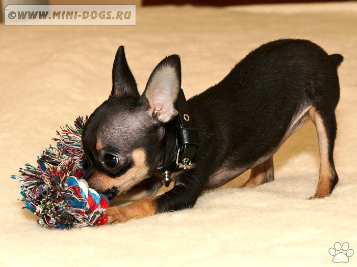 Фото карманной собачки Элайды грызущей игрушку на кровати