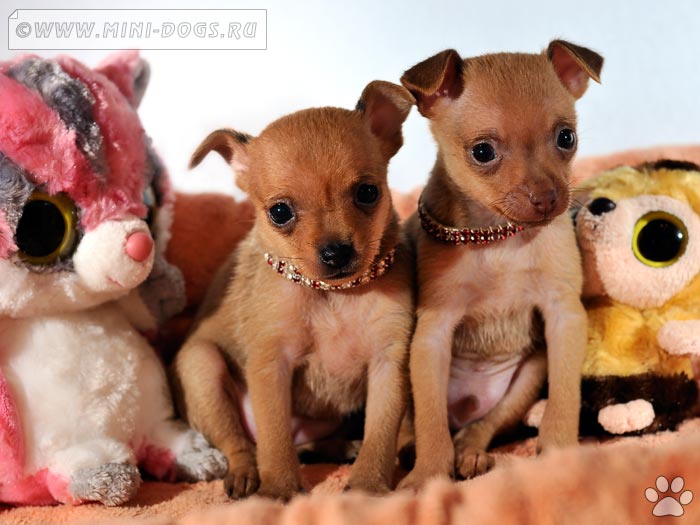 Очаровательные щенки русского тоя сидят в окружении странных глазастых игрушек.