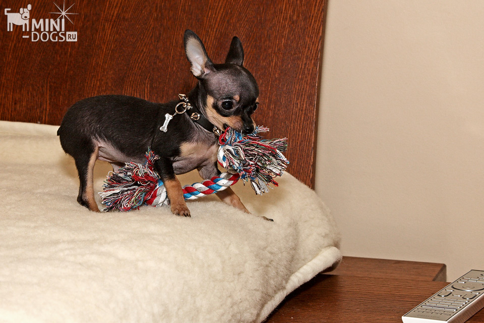 Фото той терьера Элайды, щенок стоит на постели крепко сжав игрушку в зубах