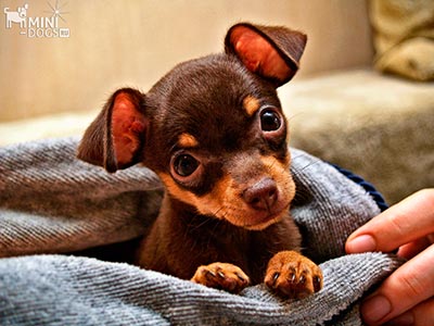 tiny toy dog with mischievous eyes 1