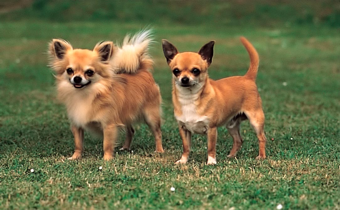 44 маленьких пород собак - Идеальные компаньоны весом от 1,5 до 15 кг -  Часть 1