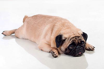 Ожирение у маленькой собаки