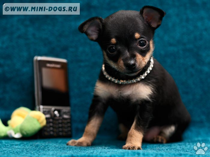 Фото карманной собачки Есении с мобильным телефоном