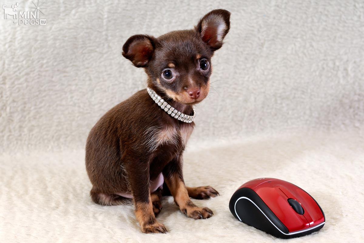 Фото очаровательной маленькой собачки рядом с компьютерной мышкой