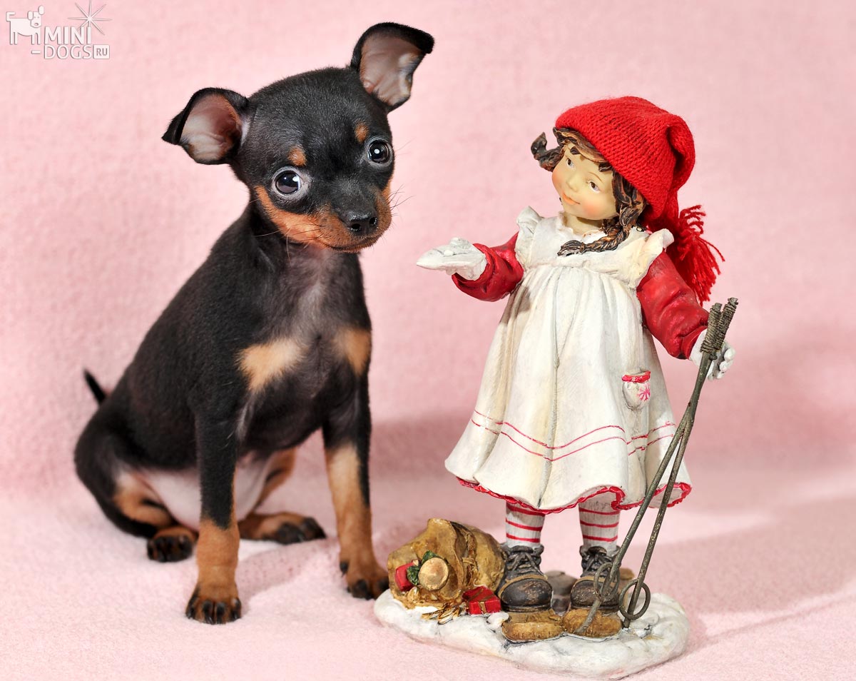 Щенок той-терьера Дея сидит рядом миниатюрной куклой протягивающей собачке то ли лакомство, то ли послание.