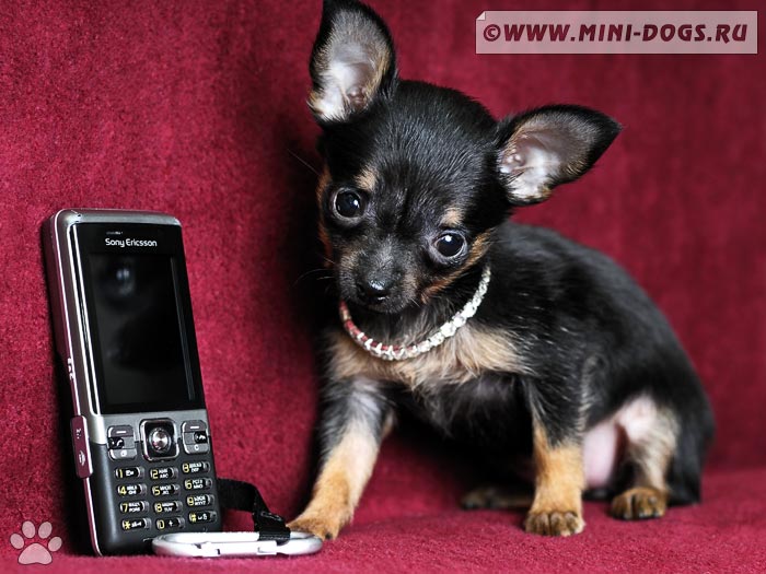 Фото собачки Бэкки, тоечки черно-подпалого окраса с мобильным телефоном