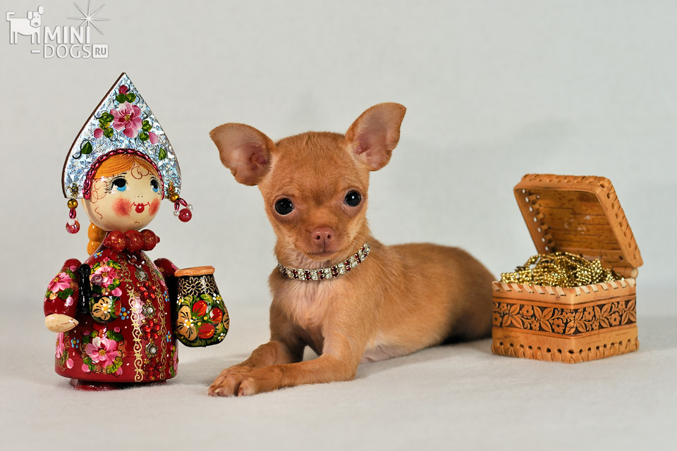 Портрет рыжего щенка той-терьера Ви-Ви с роскошной резной русской красавицей в кокошнике.