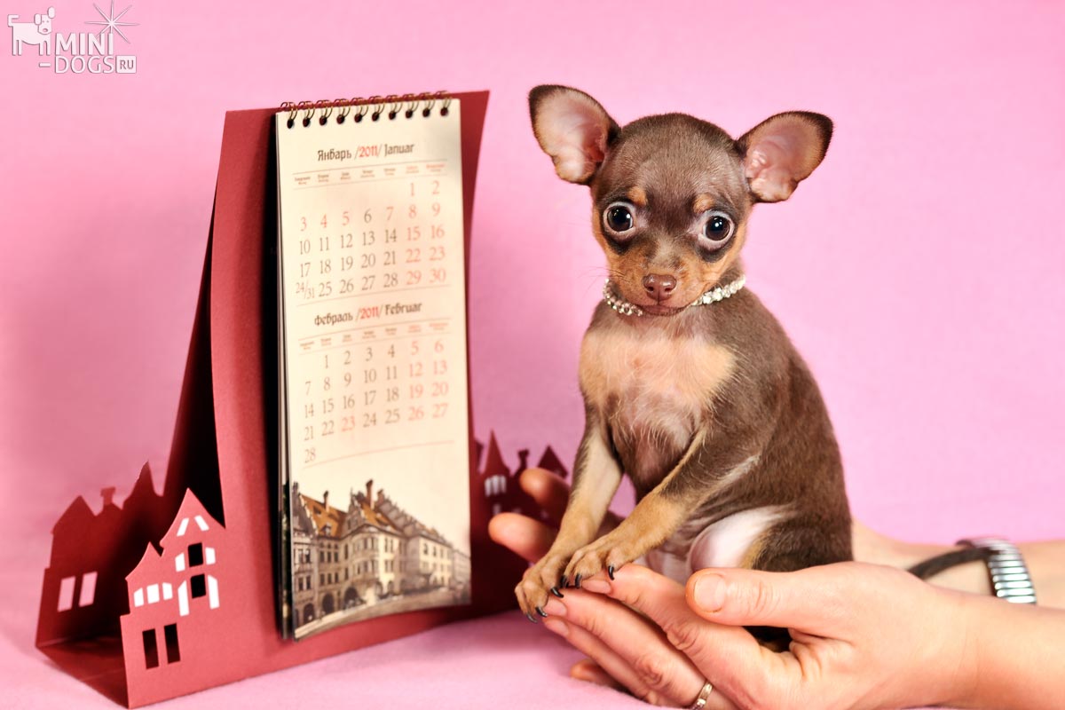 Портрет маленького щенка той терьера, девочки Виктории, сидящей на руках рядом с настольным календариком.