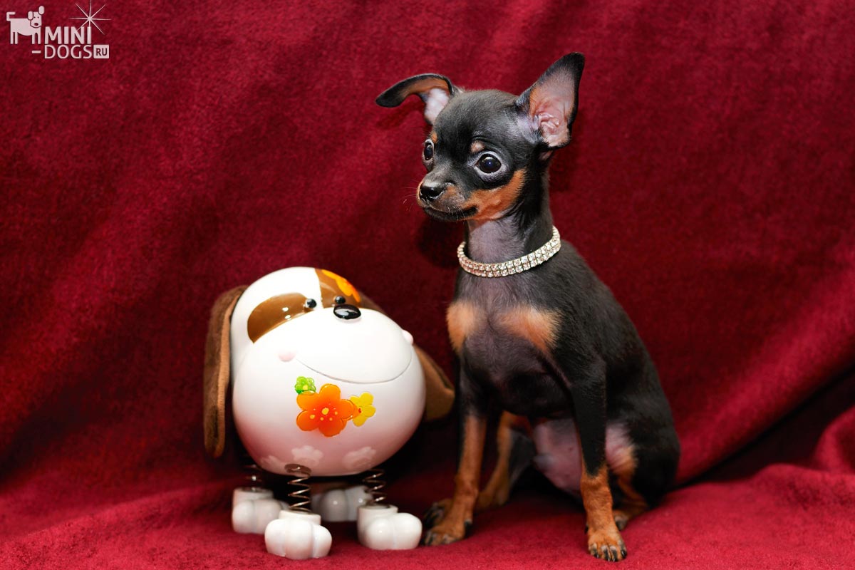 Фото щенка тоя Умки сидящего с фарфоровой собакой-игрушкой