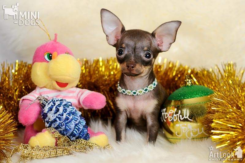 Миниатюрный коричнево-подпалый щенок русского той терьера вместе с подругой, Розовой Драконей, и новогодними украшениями.