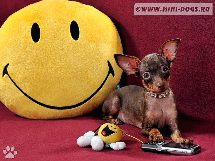 Фото щенка русского той терьера Хелен вместе с забавной подушкой в виде смайлика и сотовым телефоном.