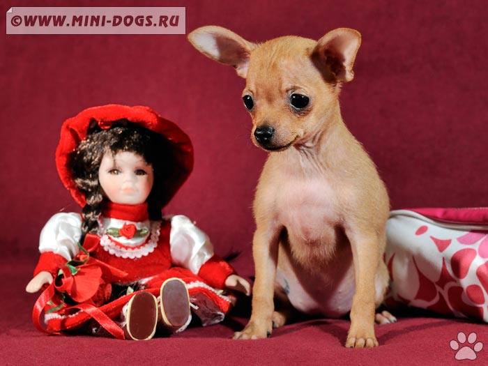 Маленький рыжий щенок той терьера Кадди рядом с красивой куклой. игрушками сказочную постановку Теремок.