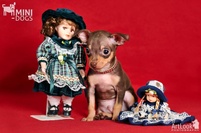 Коричневый щенок той терьера Жустьен в окружении двух прелестных кукол-красоток.