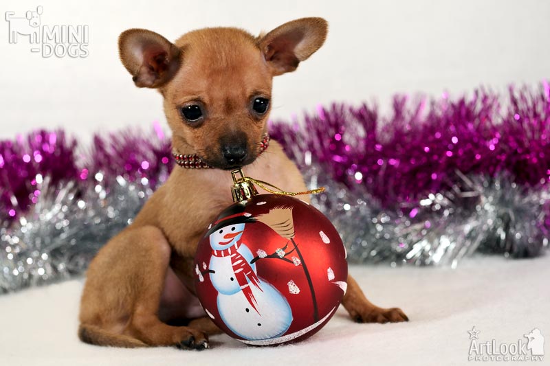 Миниатюрный рыжий щенок той терьера Чародей обнял лапками расписной шар для новогодней ёлки.