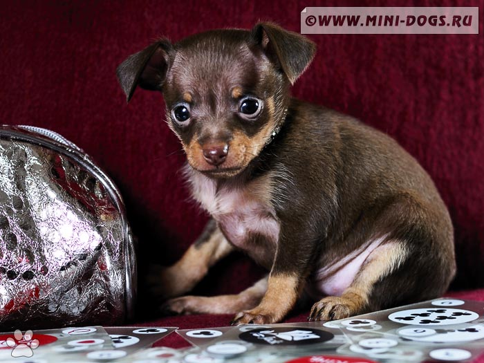 Фото щенка той терьера Олси с косметичкой и игральными картами