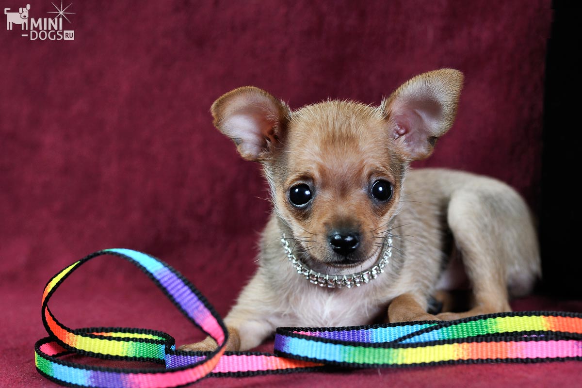 Фото щенка той-терьера Моники с красочной ленточкой