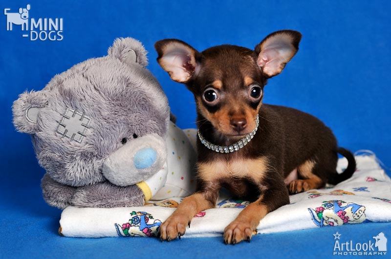 Маленький щенок русского тоя Жулеан лежит на пеленке со своим закадычным плюшевым другом медвежонком Тедди.