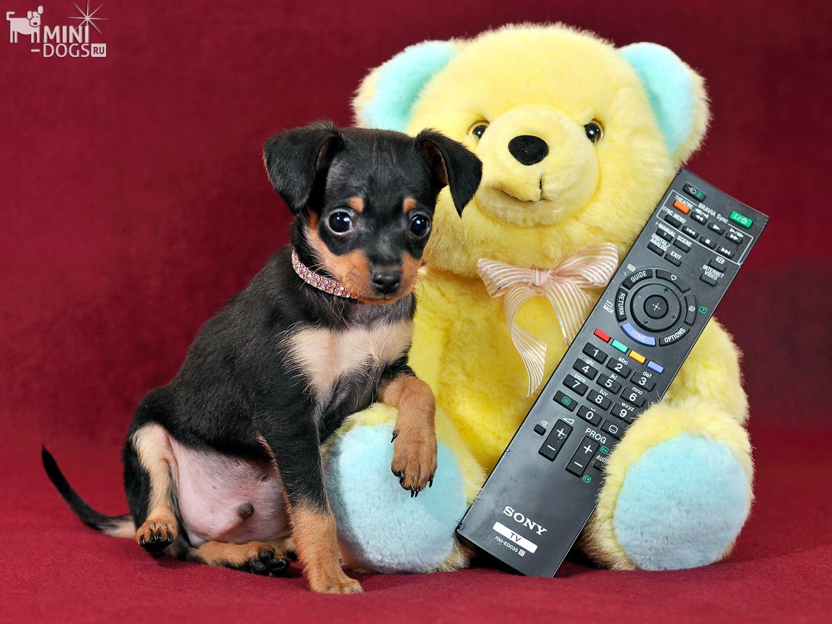 Щенок русского тоя Никки положил лапку на желтого плюшевого медведя держащего пульт от телевизора Sony.