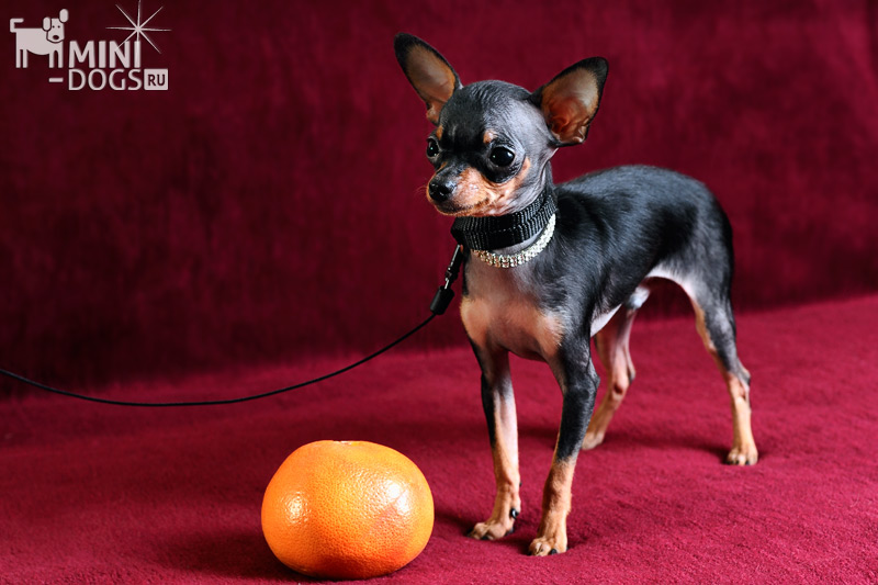 Фото маленькой собачки Патрика в стойке на поводке рядом с апельсином