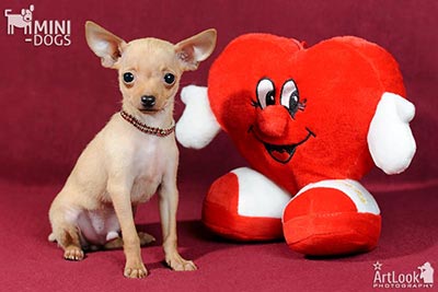 Рыжий тойчик Нильс и Валентинка Любящее Сердце.