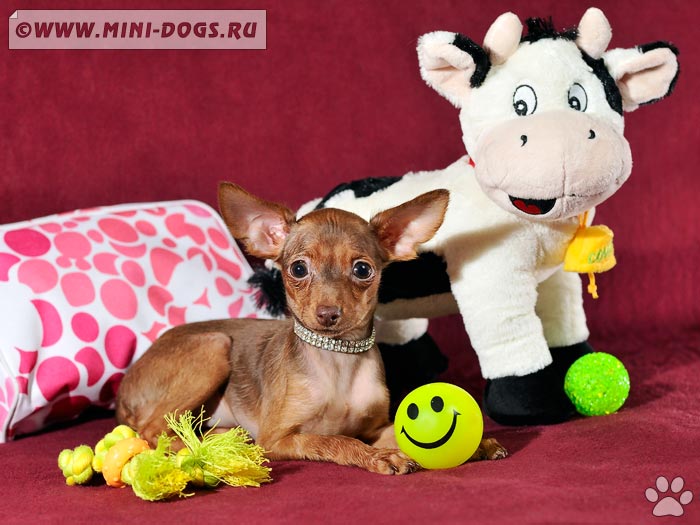 Маленький рыжий щенок той-терьера Моника позирует перед камерой на диване с ее игрушками. 