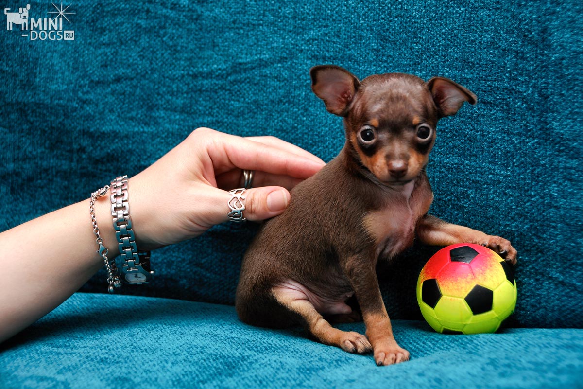 Фото маленькой собачки Норрика с игрушечным мячиком