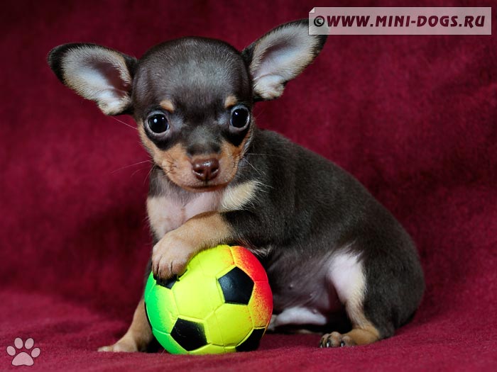 Фото серьёзного щенка той-терьера с игрушечным мячиком