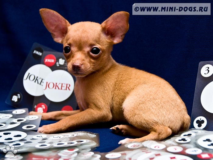 Фото рыжей мини собачки Леди с игральными картами