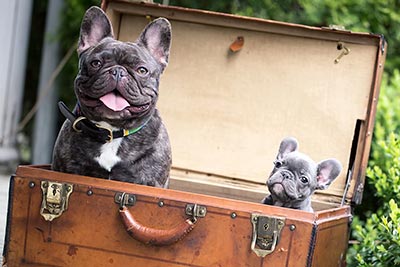 Декоративные собачки в чемодане